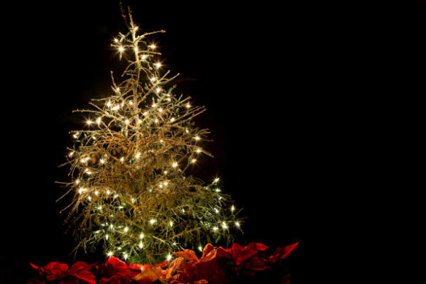 Como hacer arbol navidad ramas secas