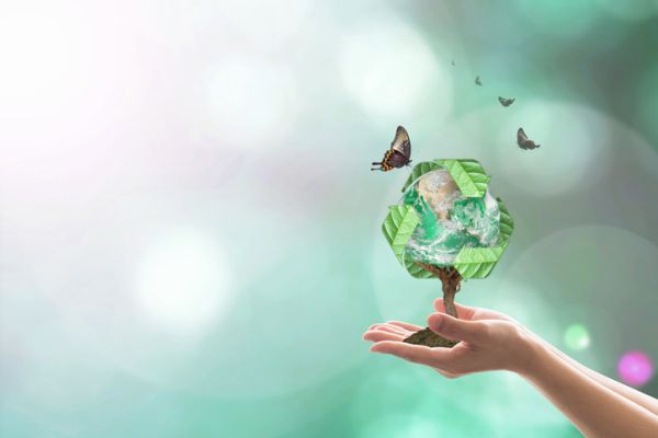 Manualidades para niños para el dia del arbol arbol bio y mariposas