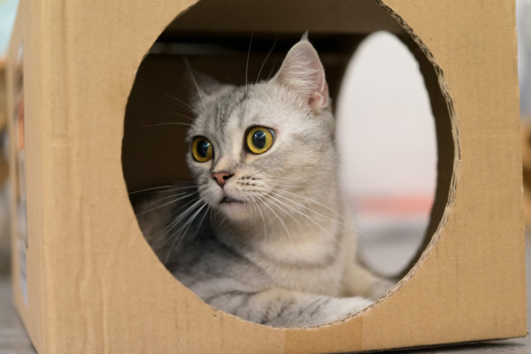 Mejores manualidades dia internacional gato caja carton