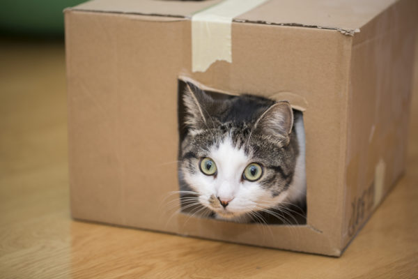 Mejores manualidades dia internacional gato caja de carton