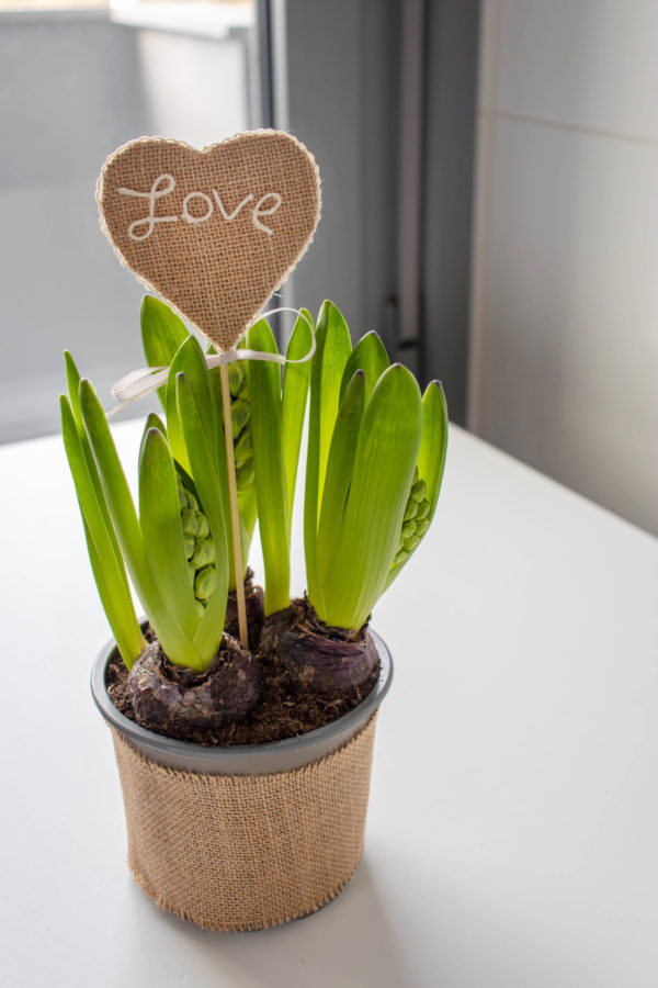 Mejores ideas manualidades hechas a mano para regalar a nuestra pareja plantas