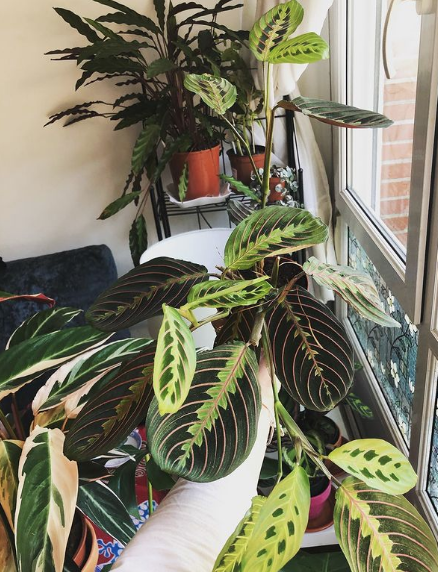 30 Ideas para decorar la terraza en Primavera Verano plantas